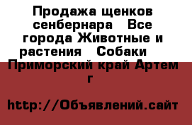 Продажа щенков сенбернара - Все города Животные и растения » Собаки   . Приморский край,Артем г.